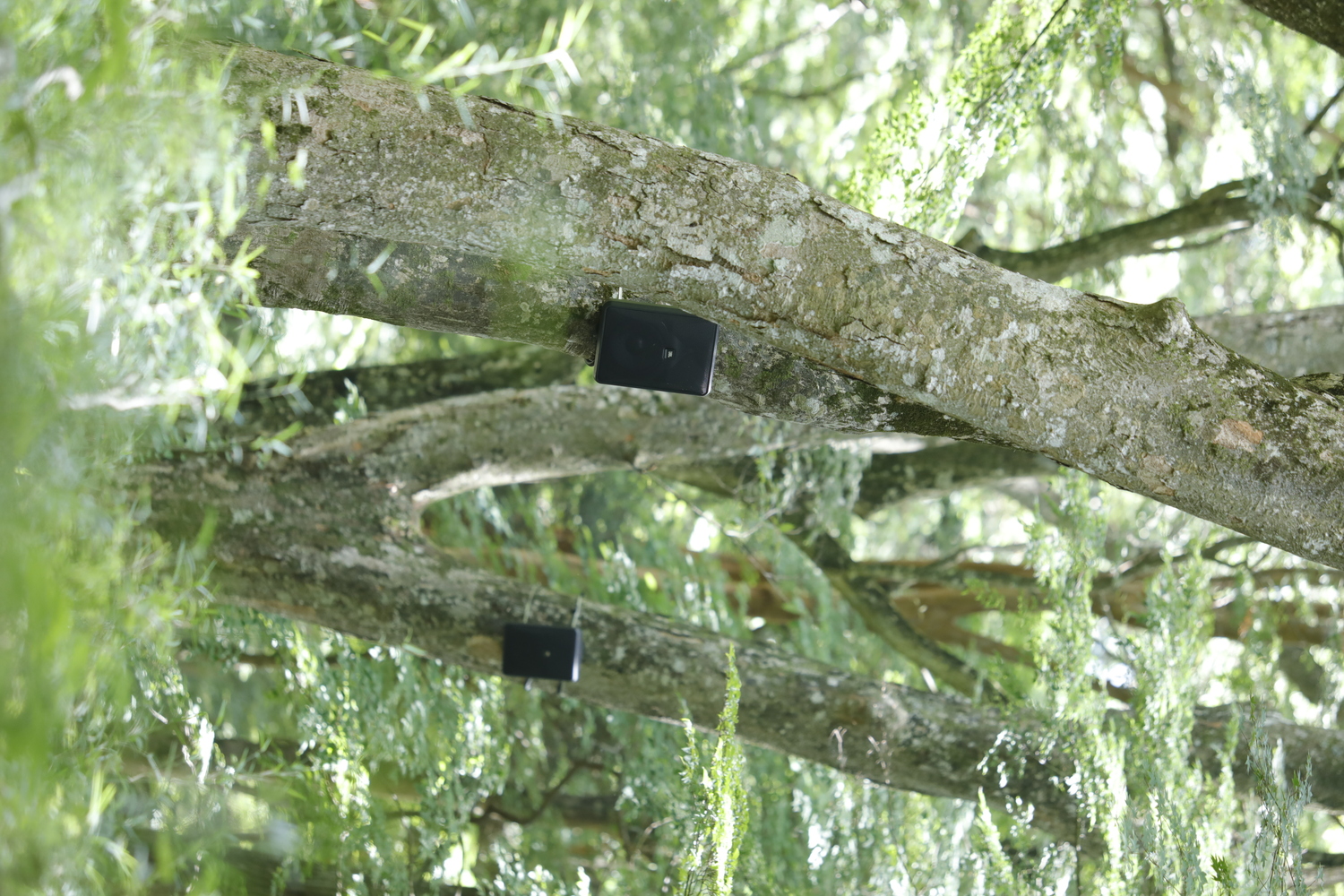 ウインド・ウッド