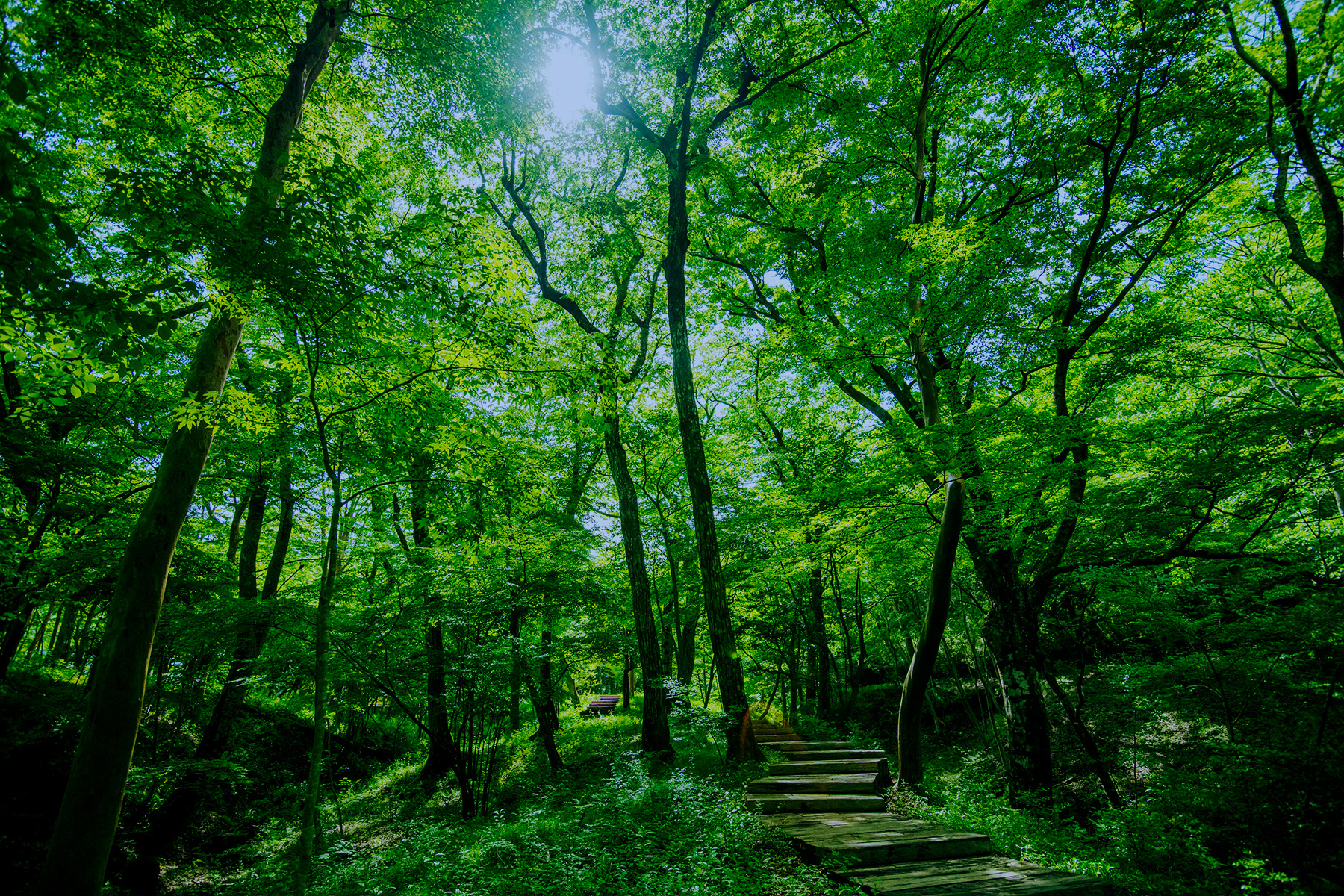 https://www.polamuseum.or.jp/wp-content/themes/polamuseum/assets/images/nature/trail.jpg